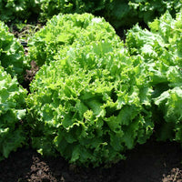 Lettuce Bergam's Green MTO Seed