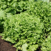 Lettuce Bergam's Green MTO Seed