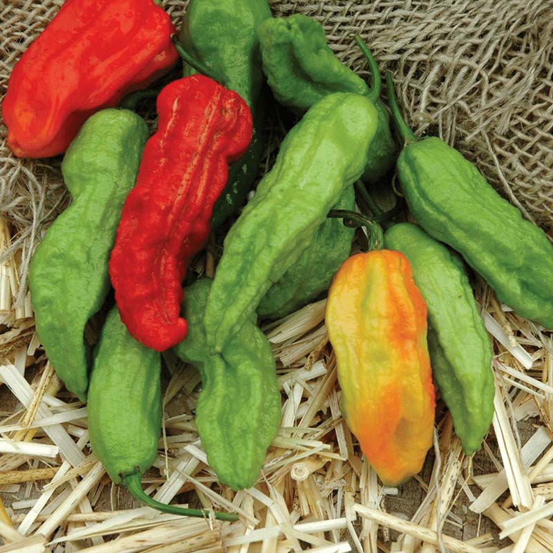 Pepper Ghost Pepper Multi-Colored Seed