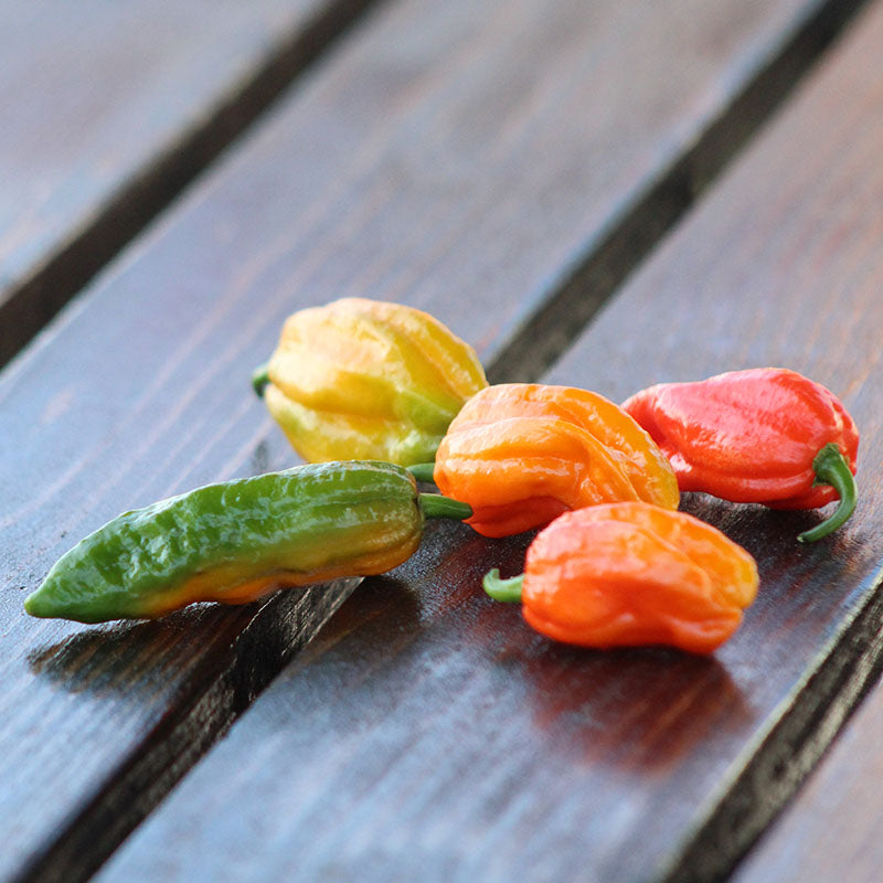 Pepper Ghost Pepper Multi-Colored Seed