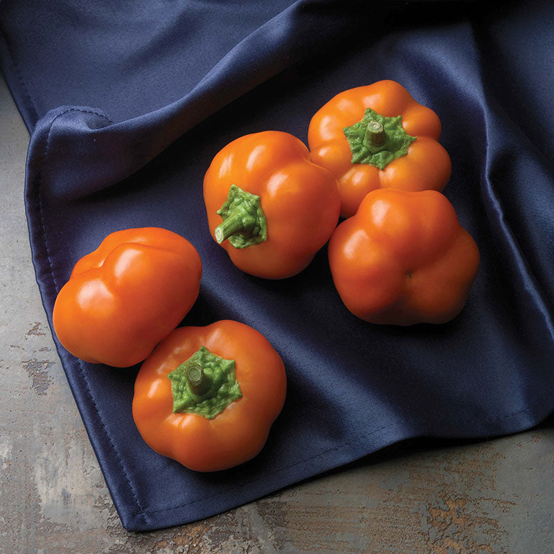 Pepper Orange You Sweet F1 Seed