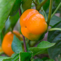 Pepper Orange You Sweet F1 Seed