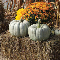 Pumpkin Blue Doll F1 Seed