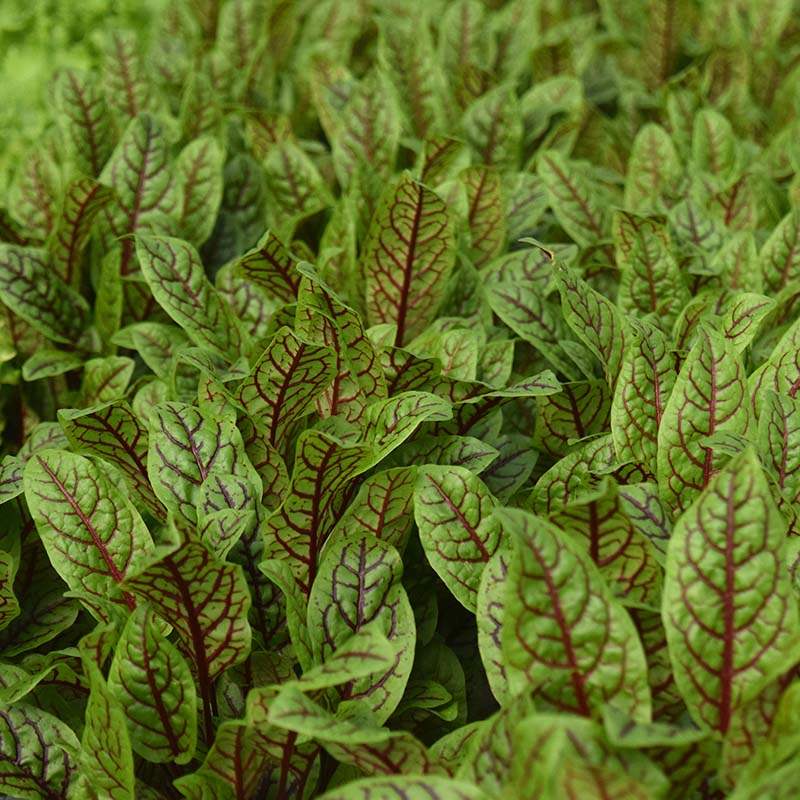 Sorrel Blood-Veined Seed