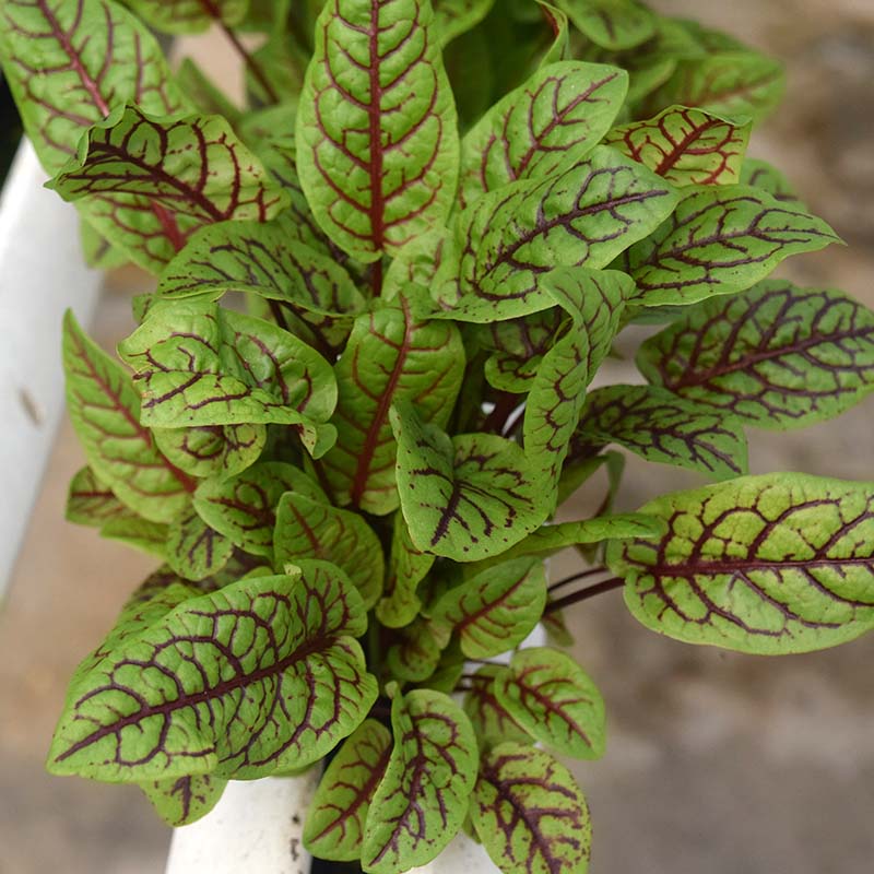 Sorrel Blood-Veined Seed