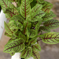 Sorrel Blood-Veined Seed