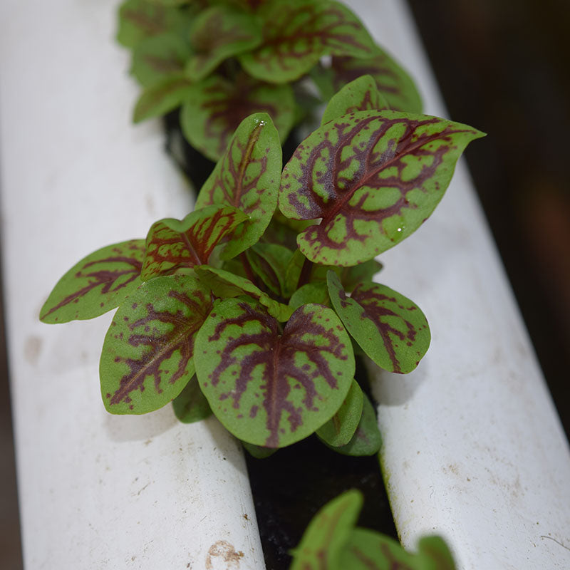 Sorrel Blood-Veined Seed