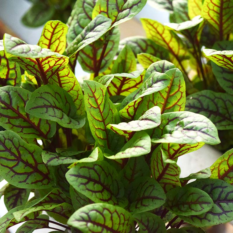 Sorrel Blood-Veined Seed