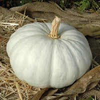 Pumpkin Flat White Boer Ford Seed