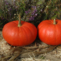 Pumpkin Rouge Vif D'Etampes Seed