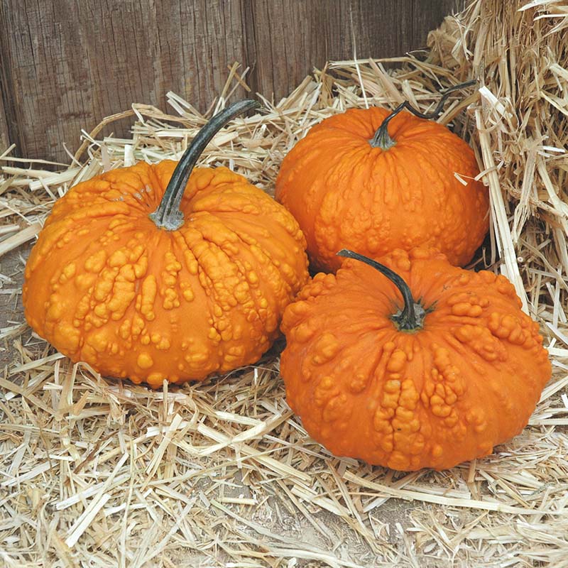 Pumpkin Sanchez Seed
