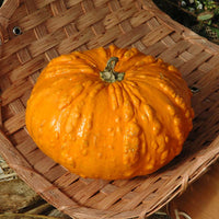 Pumpkin Sanchez Seed