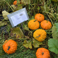 Pumpkin Sanchez Seed