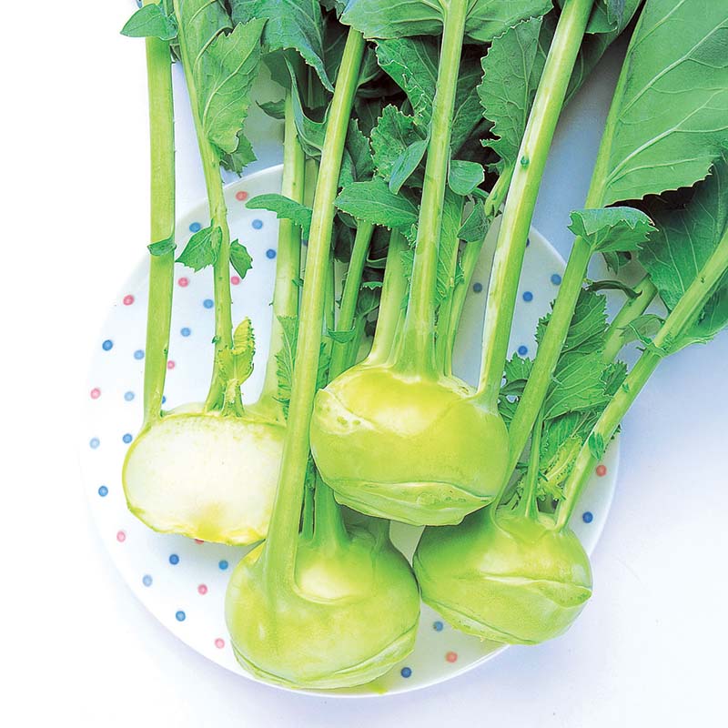 Kohlrabi Winner F1 Seed