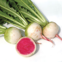 Radish Watermelon Seed