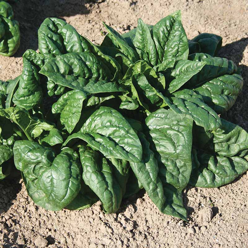 Spinach SV2157VB F1 Seed