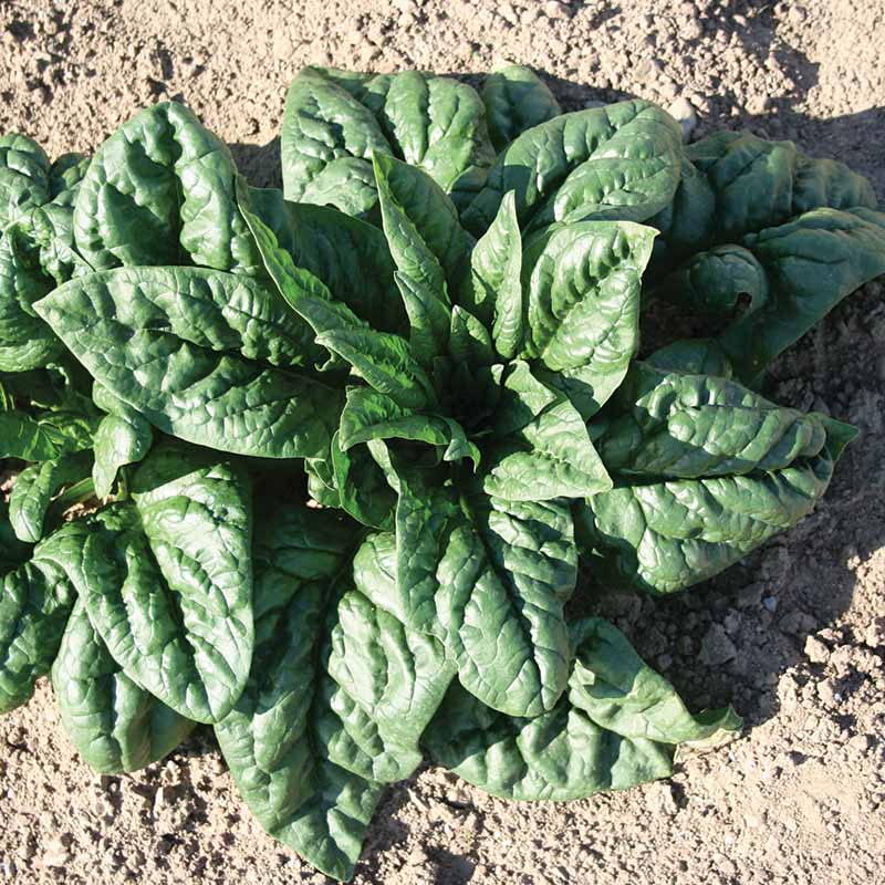 Spinach SV2157VB F1 Seed