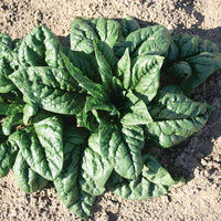 Spinach SV2157VB F1 Seed