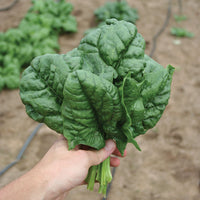 Spinach SV2157VB F1 Seed