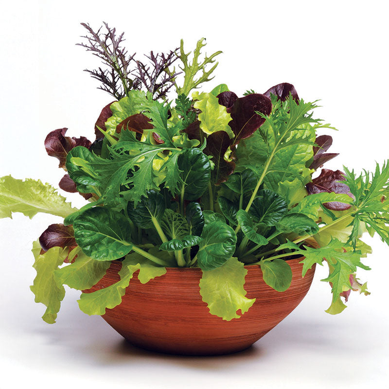 Simply Salad Global Gourmet Mix Seed