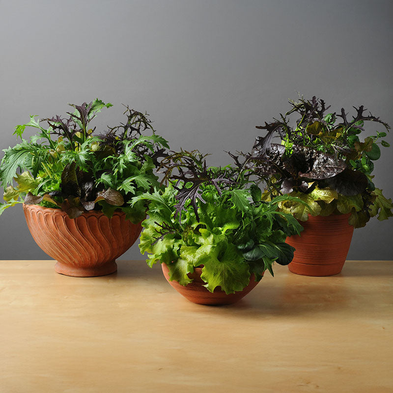 Simply Salad Global Gourmet Mix Seed