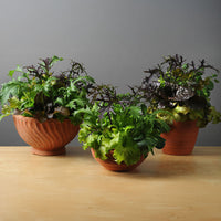 Simply Salad Global Gourmet Mix Seed
