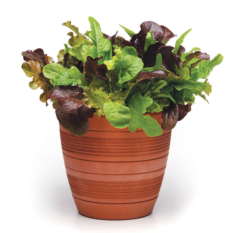 Simply Salad City Garden Mix Seed