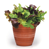 Simply Salad City Garden Mix Seed