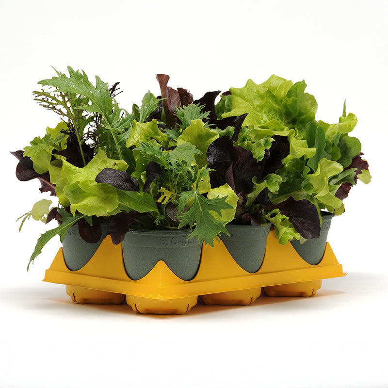Simply Salad City Garden Mix Seed