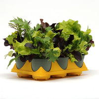 Simply Salad City Garden Mix Seed
