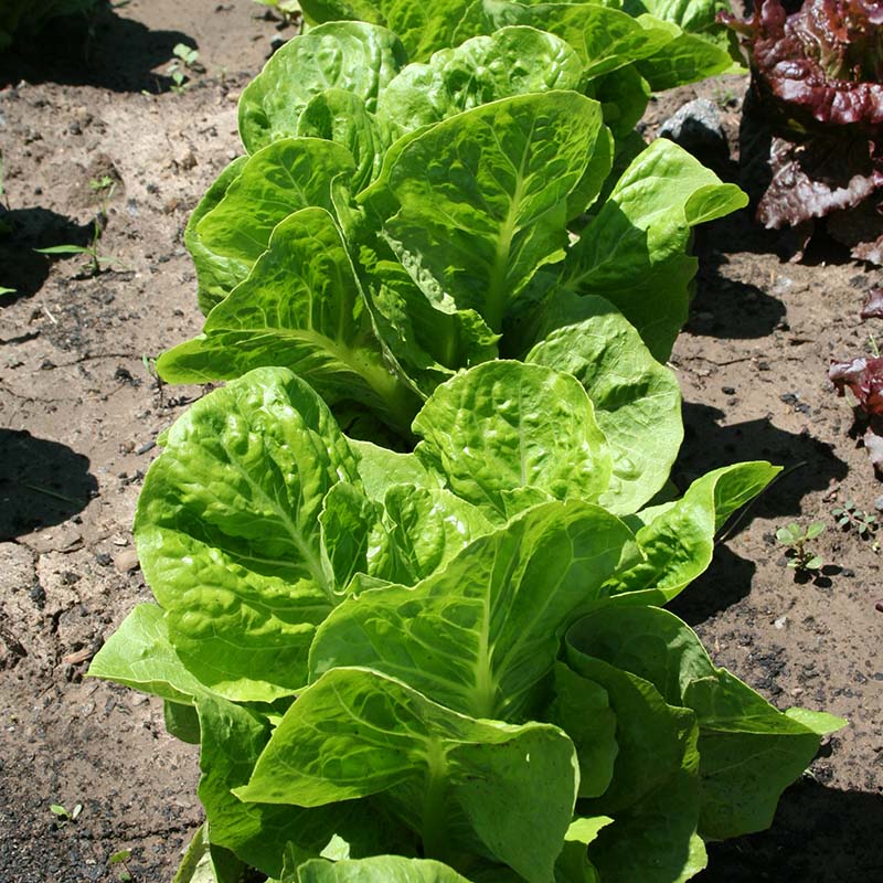 Lettuce Super Jericho MTO Seed