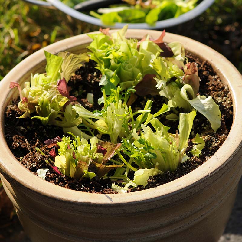 Simply Salad Alfresco Mix Seed