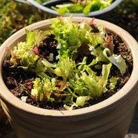 Simply Salad Alfresco Mix Seed