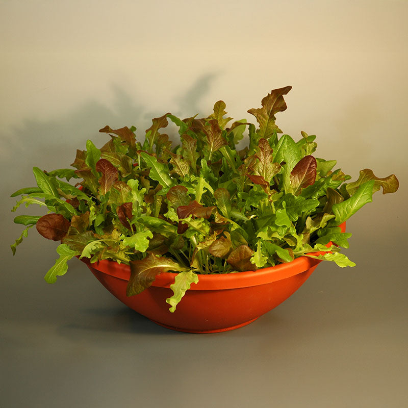 Simply Salad Alfresco Mix Seed