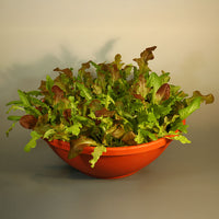 Simply Salad Alfresco Mix Seed