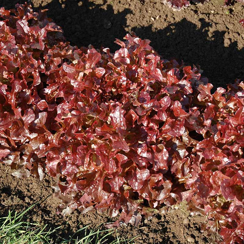 Lettuce Danyelle Seed