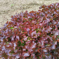 Lettuce Danyelle Seed