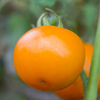 Tomato Bellini F1 Seed