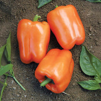 Pepper Orange Blaze F1 Seed