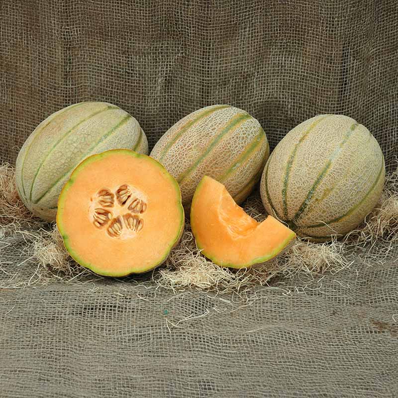 Melon Wrangler F1 Seed