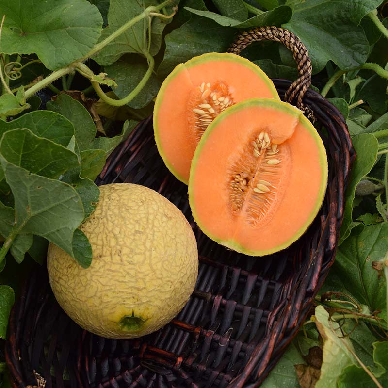 Melon Sugar Cube F1 Seed