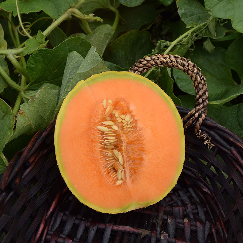 Melon Sugar Cube F1 Seed