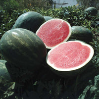 Watermelon Troubadour F1 Seed