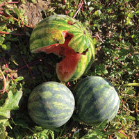 Watermelon Side Kick Seed