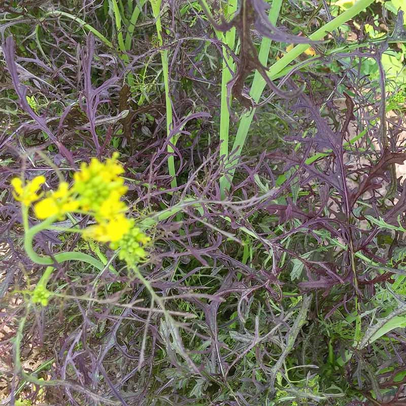 Mustard Red Streaked Mizuna Seed