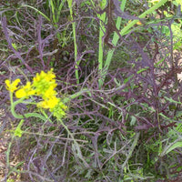 Mustard Red Streaked Mizuna Seed
