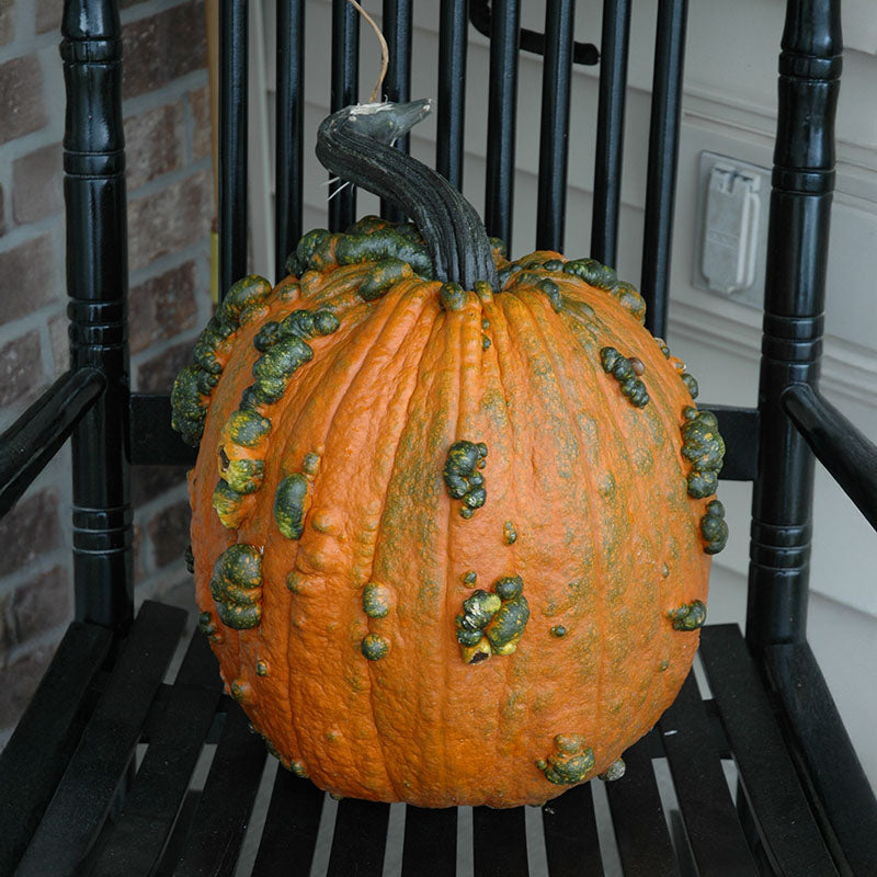 Pumpkin Warty Goblin F1 Seed