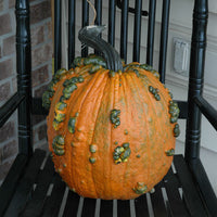 Pumpkin Warty Goblin F1 Seed