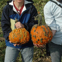 Pumpkin Warty Goblin F1 Seed