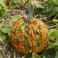 Pumpkin Warty Goblin F1 Seed